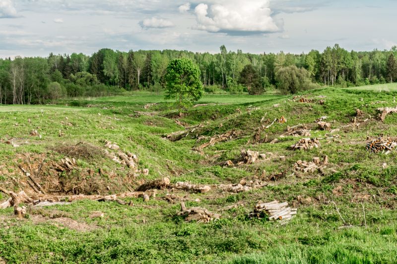 Kudzu Removal detail