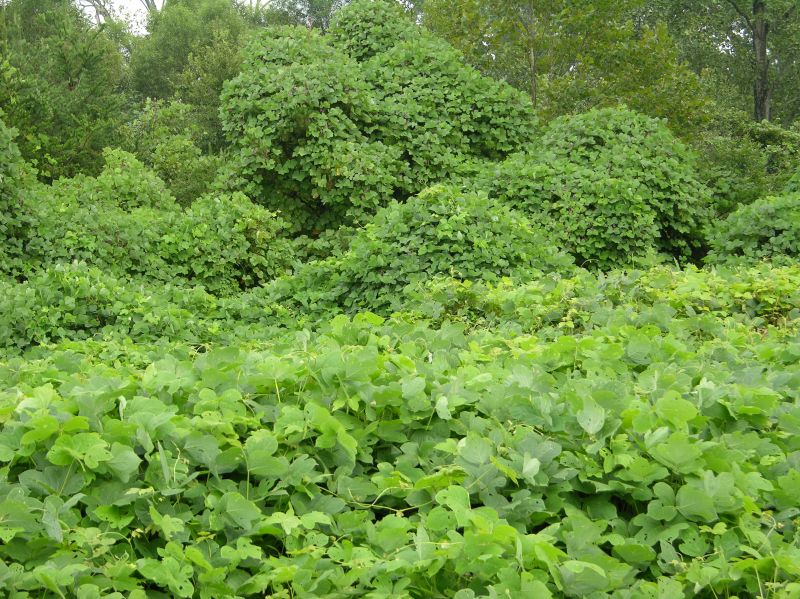 Kudzu Removal detail