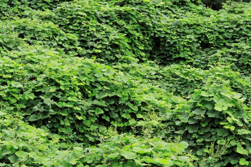 Kudzu Removal detail