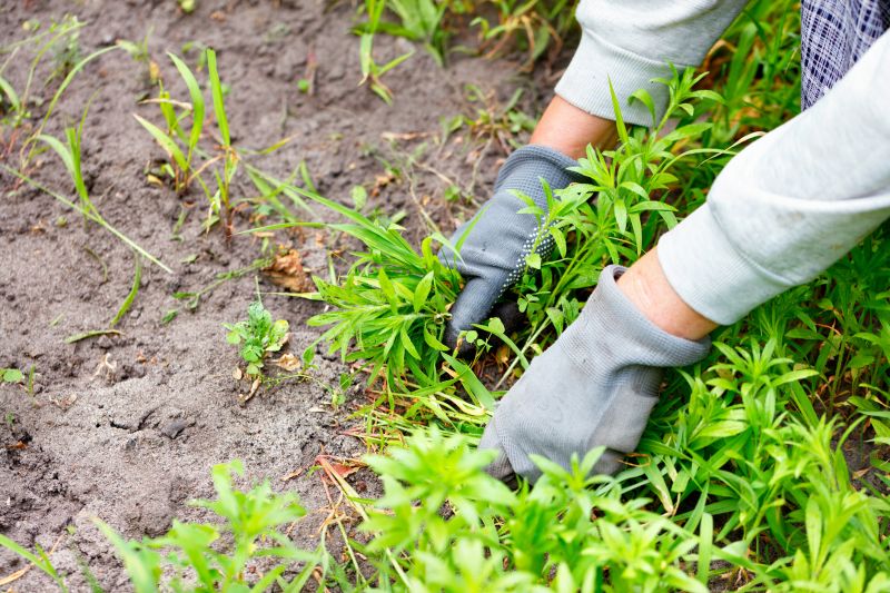 Kudzu Removal