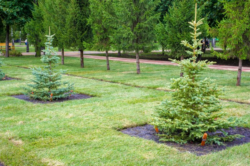 Privacy Trees Planting in Ventura County, CA
