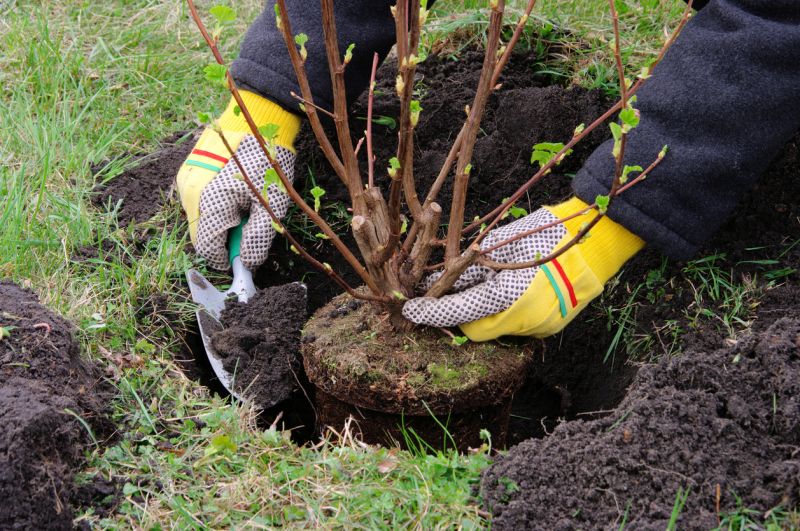 Plant Replacement in Ventura County, CA